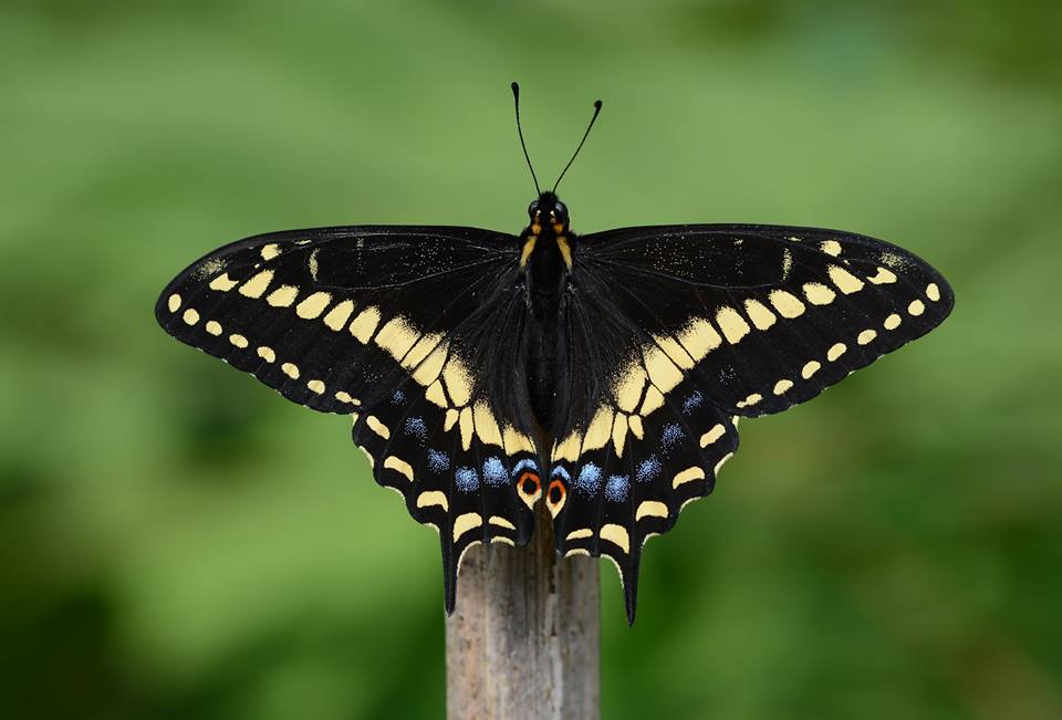 Papillio hybrid male [p. brevicauda brevicauda male x p. zelicaon female] (Internet Image property of respective owner, non-commercial use only)